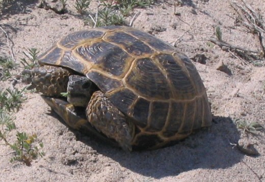 Kazakhstan Fauna - Agrionemys_horsfieldii