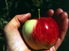 Wild Malus Sieversii Apple in Kazakhstan
