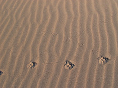 Traces of Nightlife on Singing Sand Dunes