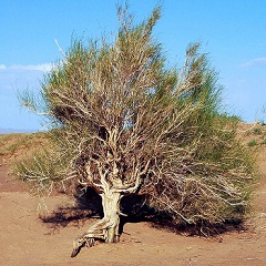 Saxaul Rare Plant Species in Kazakhstan