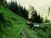 Horses in Chimbulak in Summer