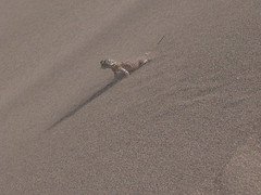 Singing Sand Fauna