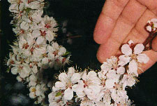Apricot Blossom in Almaty