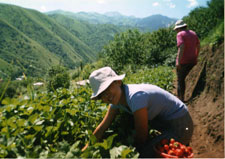 Strawberry Picking in Almaty